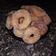 El cooksnap de Lali cuando hizo Rosquitas Económicas para el Mate!.