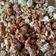 Cooksnap dari astysa untuk resep Nougat Kacang (2 bahan saja)