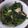 Cooksnap dari Sumiyati Miya untuk resep 164). Tumisan Sayur Pucuk Daun Labu Siam 🥗