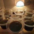 Cooksnap dari puputbening untuk resep Puding Zebra Pandan Coklat (pinggir roti tawar)