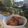 Cooksnap dari Rahmah untuk resep Ayam Madu