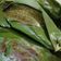 Cooksnap dari rindi prasastiwi untuk resep Nasi bakar ayam suwir kemangi-menu diet SIMPLE ENAK NO MINYAK