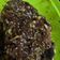 Cooksnap dari lilifarida untuk resep Marinasi daging grill (ala racha)