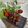 Cooksnap dari Dewi audy's untuk resep Bakso bakar