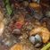 Cooksnap dari alfi epok untuk resep Kerang dara saus padang