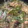 Cooksnap dari bty untuk resep Bandeng Semur Pedas