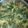 Cooksnap dari Novi Moli untuk resep Gulai Daun ubi tumbuk