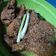 Cooksnap dari Al Fatih Ummi untuk resep Ayam serundeng kelapa
