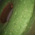 Cooksnap dari Shary untuk resep Bolu pandan panggang lembut