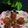 Mitali Partha Ghosh's cooksnap of when they made চিকেন কাটলেট(( chicken cutlet recipe in Bengali).