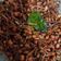 Cooksnap dari irma yogas untuk resep Kriuk Teri Kacang Tanah