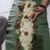 Cooksnap dari Anid untuk resep Nasi Liwet Komplit