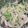 雯 的 涼拌洋蔥鮪魚小黃瓜 cooksnap