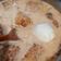 Cooksnap dari Bundenz untuk resep Empal tahu tempe dan telor simple