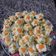 Cooksnap dari AsihTjioe untuk resep Siomay ayam udang