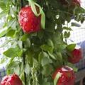 Cooksnap από katenick στη συνταγή Κόκκινα καραμελωμένα μηλαράκια
