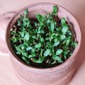 El cooksnap de Mate Amargo 🧉🍪 cuando hizo Brotes de fenogreco 🌱 Germinación de semillas de fenogreco 🌱.