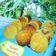 Cooksnap dari Shee Zaa untuk resep Kue Khamir Tape Singkong