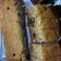 Cooksnap dari wenayu untuk resep Kue bolu pisang panggang,Super Moist,enak Ala A.NoVie