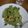 El cooksnap de Elena Tuñón cuando hizo Salsa de espinacas para pasta.