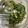 El cooksnap de Nora Mouta cuando hizo Ensalada de rúcula y parmesano.
