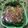 Cooksnap dari CIA Febri untuk resep Baby pakcoy saus tiram