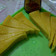 Cooksnap dari Santi Djap untuk resep Cheese Cake Kukus