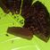 Cooksnap dari Tami Almana untuk resep Brownies chocolatos (no oven/no mixer anti gagal)