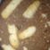 Cooksnap από Ασπα Γιατρα στη συνταγή Μωσαϊκό Βίγκαν