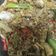 Cooksnap dari Dina Okta untuk resep Oseng Kupang Kering Pedas