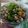 潘俊霖的(簡單料理) 的 清酒煮蜆 cooksnap