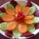 Dr. Pushpa Dixit's cooksnap of when they made કાકડી ટામેટા નું સલાડ (Cucumber Tomato Salad Recipe In Gujarati).