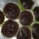 Cooksnap dari Ratna Momma ALe OLA untuk resep Black Choco Muffin