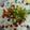 Tanvi Sharma's cooksnap of when they made Paan / Betel leaf fruit cream.