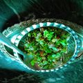 Daxa Pancholi's cooksnap of when they made સ્પ્રાઉટ મગ મસાલા (Sprout Moong Masala Recipe In Gujarati).