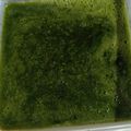 Cooksnap dari Hanny Theresia untuk resep Cincau hijau (daun rambat berbulu)