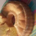 Cooksnap dari Belloo untuk resep Bolu Tape
