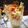 Swati Bharadwaj's cooksnap of when they made Fruit custard.