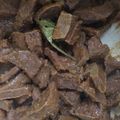 Cooksnap dari Missy untuk resep Paru Goreng Manis