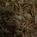 Cooksnap dari Echie Via untuk resep Bawang Goreng Crispy