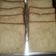 Cooksnap dari Ummu Azam untuk resep Roti tawar gandum lembut