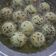 Cooksnap dari Susan Momoya untuk resep Onde-Onde
