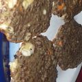 El cooksnap de Joaquin Dacunha cuando hizo Hamburguesa de lentejas.