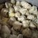 Cooksnap dari Delima Lima untuk resep Baso tahu/ siomay aci (tanpa ikan)