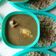El cooksnap de Manuel Lopez cuando hizo Mole de olla verde.