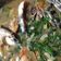 Cooksnap dari Lenny Riza untuk resep Sop Ikan Patin Segeeer