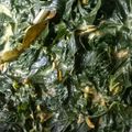 Cooksnap dari Dhora Padamani untuk resep Sayur Daun Singkong Teri Jengki