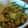 Mommyluvs2cook's cooksnap of when they made Chipotle & Roasted Corn Avocado Dip.
