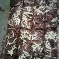 Cooksnap dari Dani Genoy untuk resep Brownies panggang