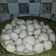 Cooksnap dari Murti S Hadi untuk resep Bakso ayam super enak anti gagal